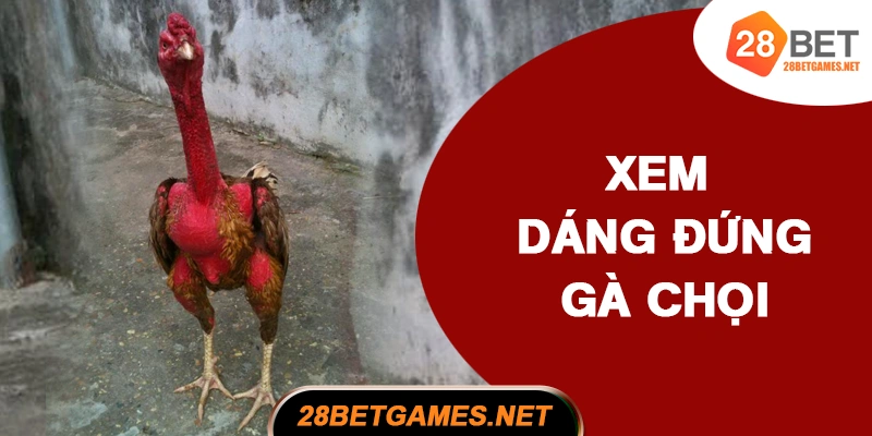 Cách xem dáng đứng và tiếng gáy